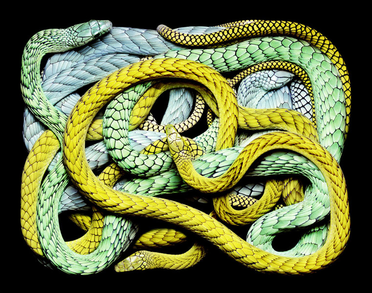 serpens, serpent, photos, reptile, snake, art, photo essay, book, thelooksee