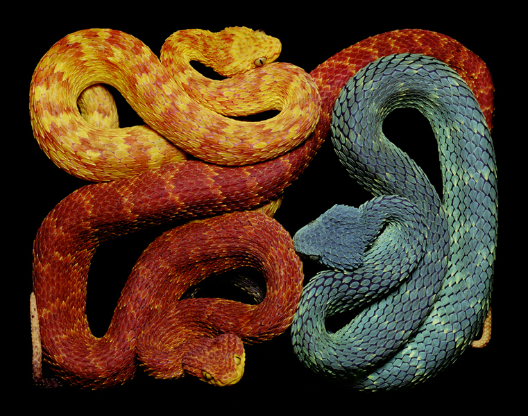 serpens, serpent, photos, reptile, snake, art, photo essay, book, thelooksee