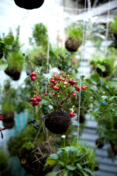 string garden, plants, suspended, botany, shop, thelooksee