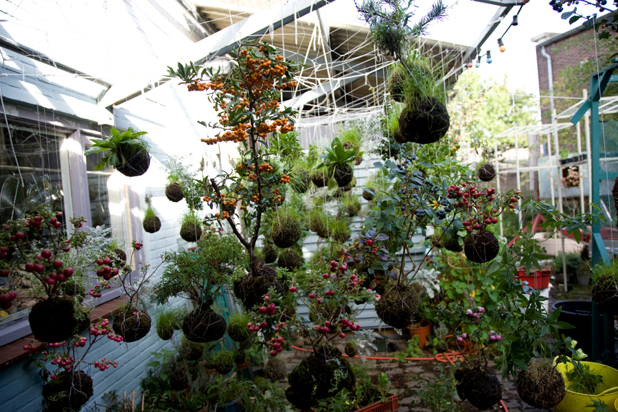 string garden, plants, suspended, botany, shop, thelooksee