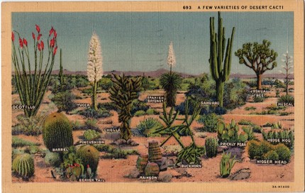desert postcard, vintage plum, etsy, cactus, thelooksee
