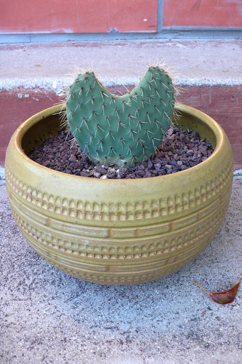 plant, pot, vintage, opuntia, container gardening, the look see