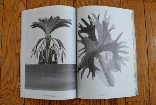 the plant journal, the look see, lucky's books, canada, plants, ferns, images ® christina beaulac