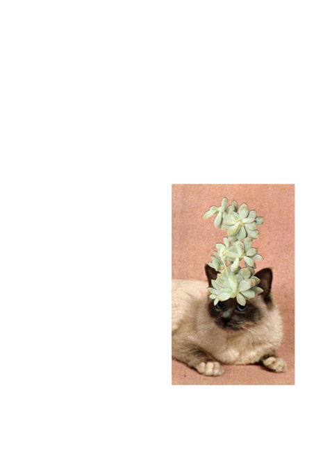 stephen eichhorn, cats, plants, collage, compare & contrast, the look see