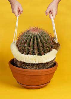 innovative, cactus, tools, spines, transport, uk, the look see